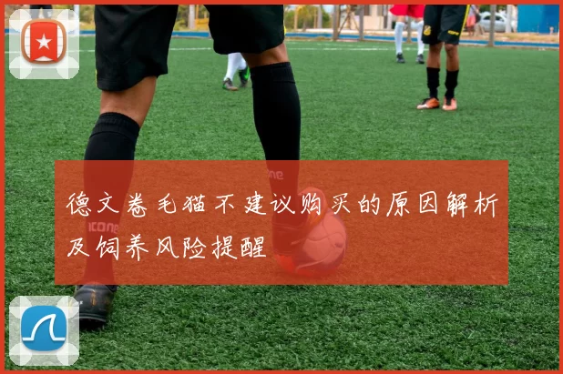 德文卷毛猫不建议购买的原因解析及饲养风险提醒