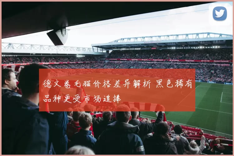 德文卷毛猫价格差异解析 黑色稀有品种更受市场追捧