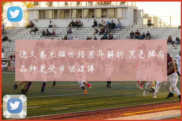 德文卷毛猫价格差异解析 黑色稀有品种更受市场追捧